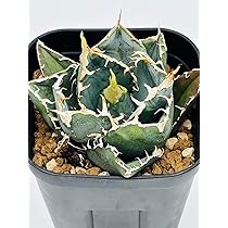 アガベ ハデス JOURNAL STANDARD FURNITURE 黒鉢付き Amazon｜アガベ チタノタ ハデス 黒帝斯/Agave titanota 'Hades